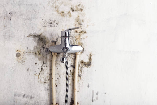 Best Toxic Mold Removal  in Bernalillo, NM