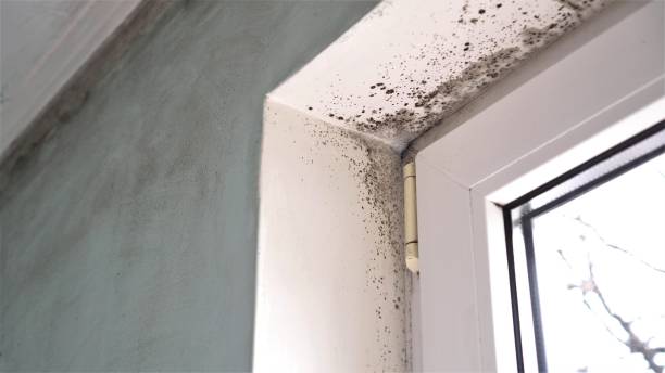 Mold Removal and Inspection in Bernalillo, NM