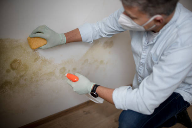 Best Mold Removal and Inspection  in Bernalillo, NM