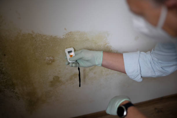 Mold Removal Process in Bernalillo, NM