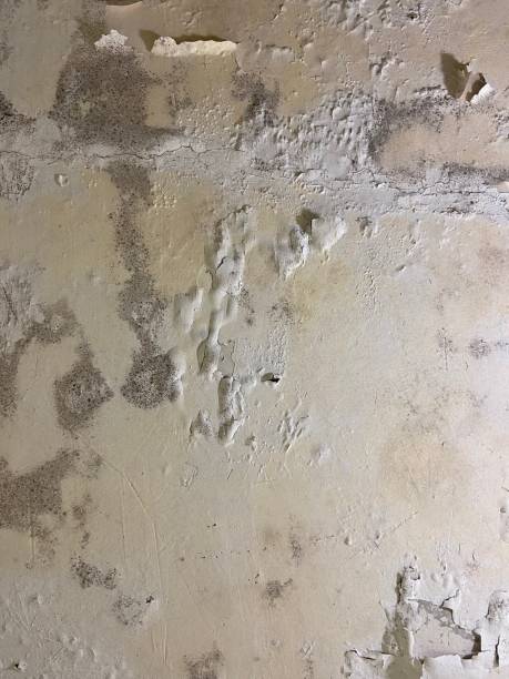 Best Affordable Mold Removal  in Bernalillo, NM