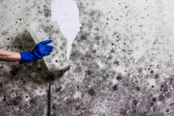 Crawl Space Mold Removal in Bernalillo, NM