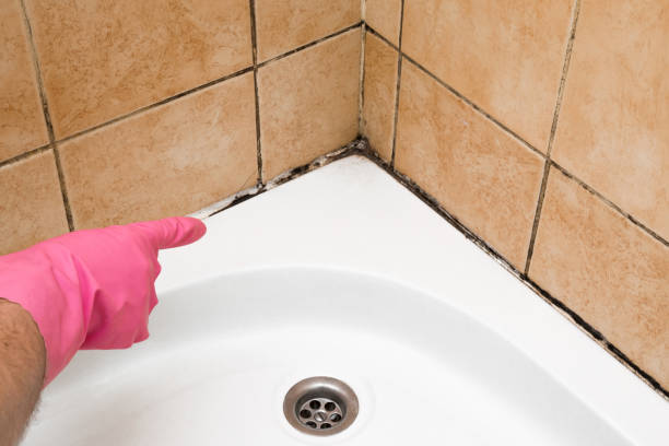 Attic Mold Removal in Bernalillo, NM